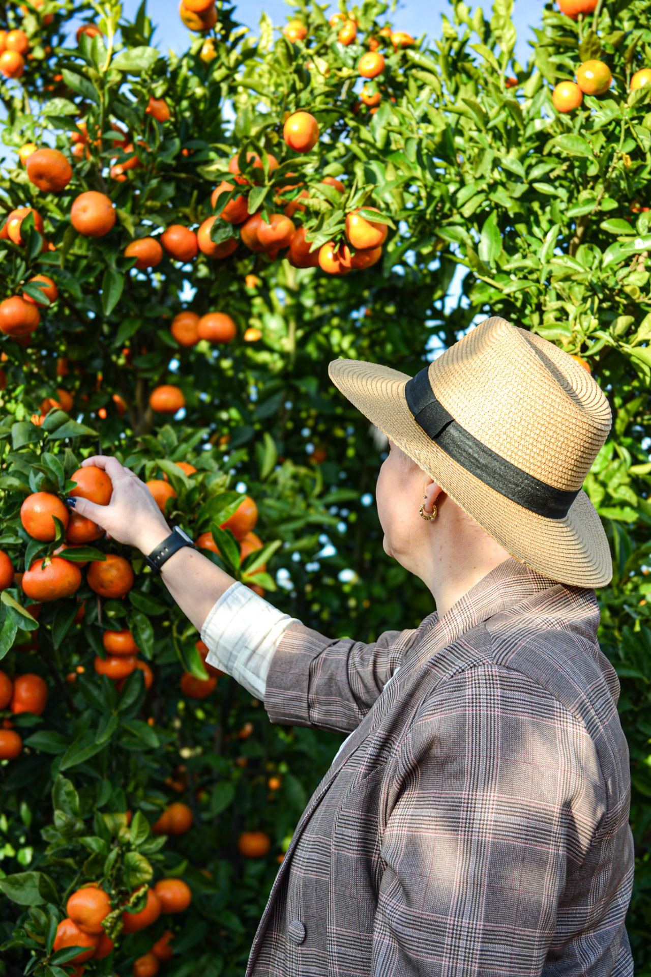 A grower in a straw hat picking ripe citrus from a laden tree in a South African orchard.