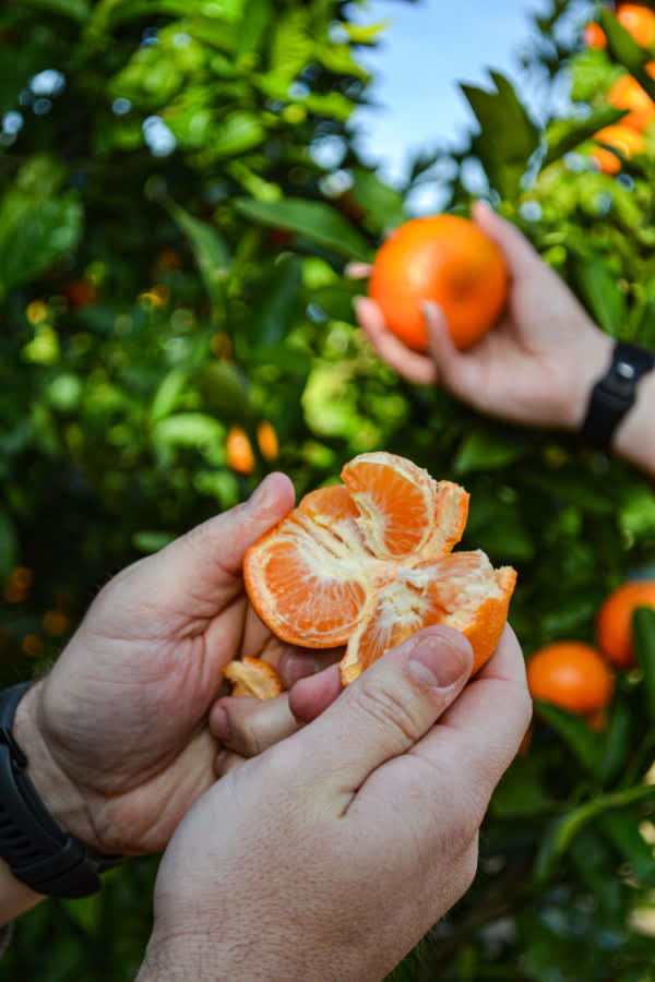 Hands breaking open a freshly picked citrus fruit in the orchard.