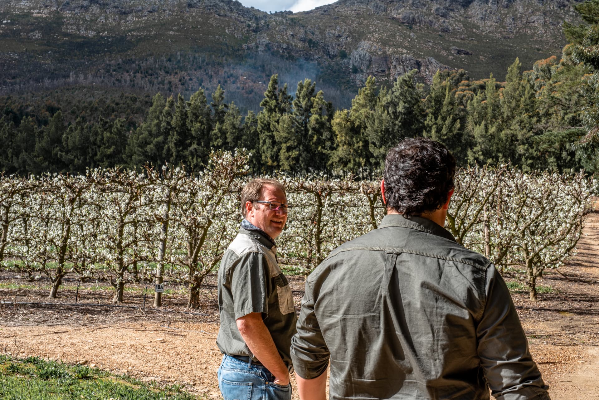 Two growers talking in a blossoming orchard below the mountains.