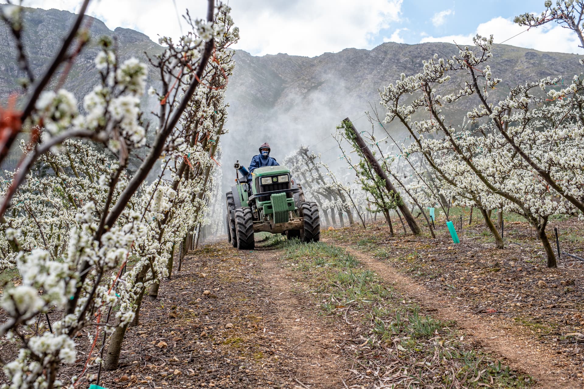 A tractor spraying a blossoming pear orchard at dawn.
