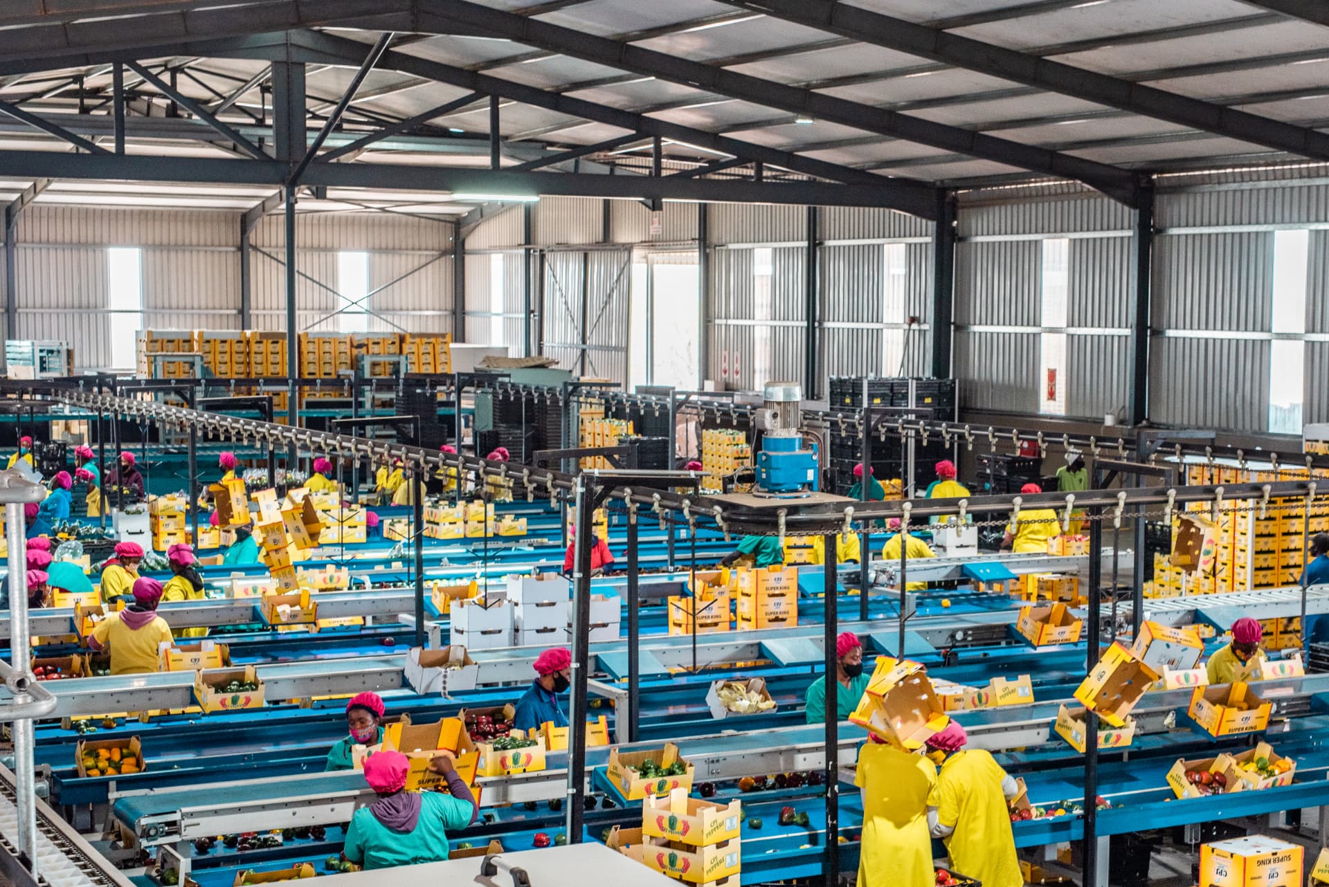 Workers grading and packing fruit on a packhouse line.